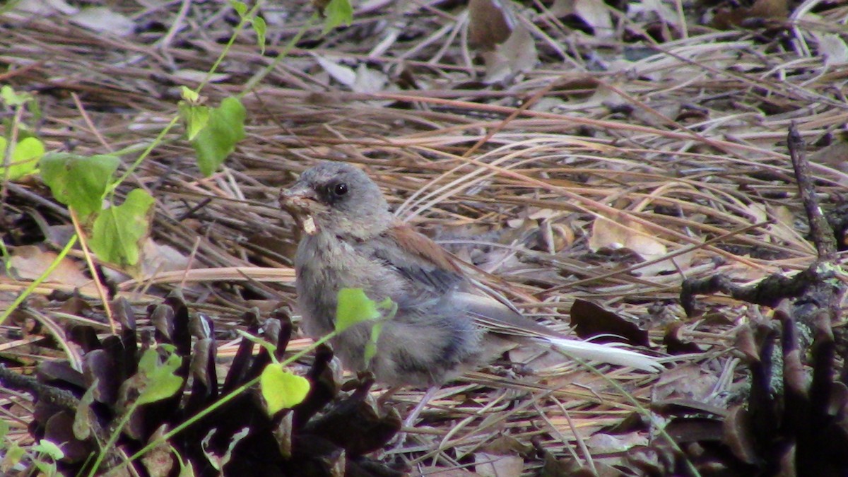 Dark-eyed Junco - ML624271785