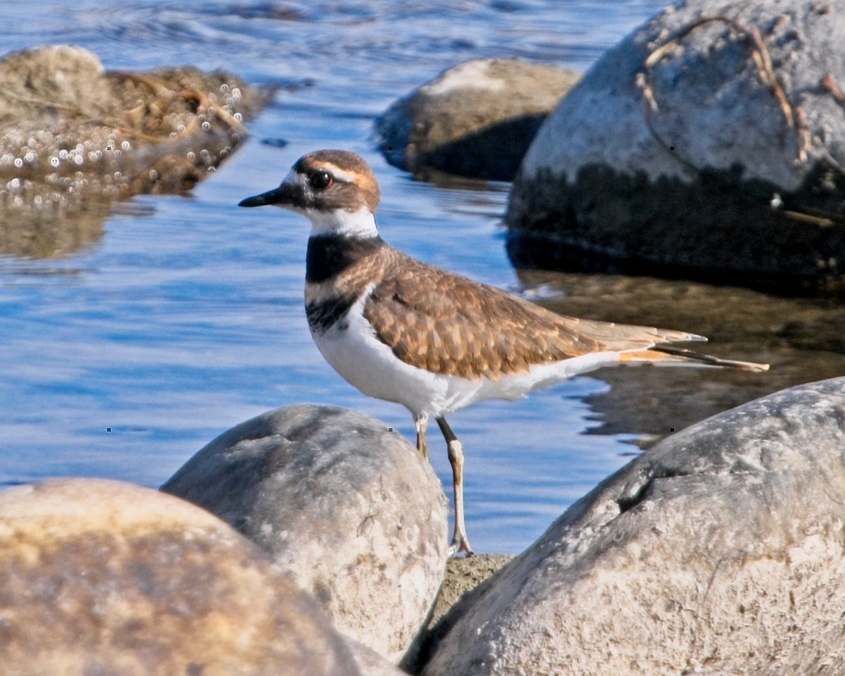 Killdeer - ML624271787