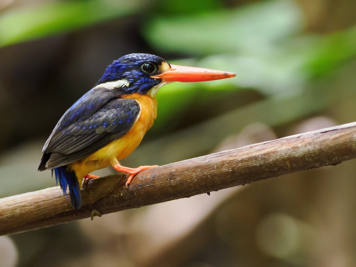 Moluccan Dwarf-Kingfisher (North Moluccan) - ML624271793