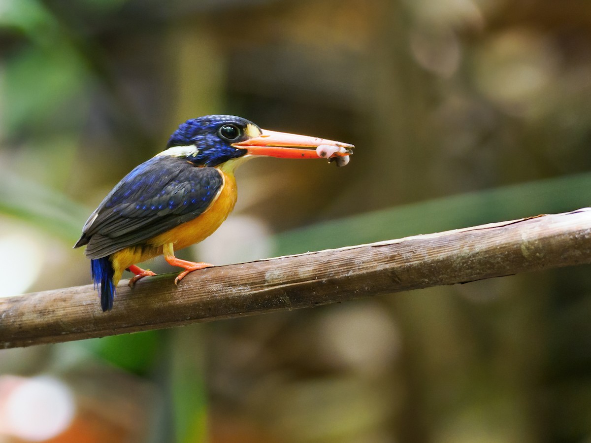 Moluccan Dwarf-Kingfisher (North Moluccan) - ML624271794