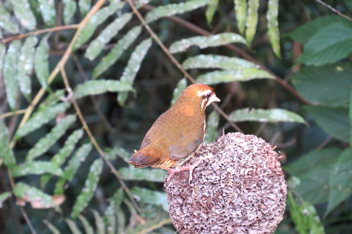 Such's Antthrush - ML624271826