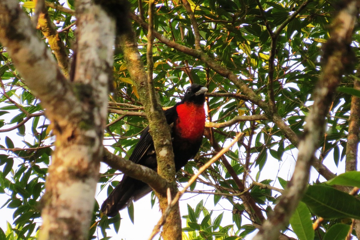 Red-ruffed Fruitcrow - ML624271860