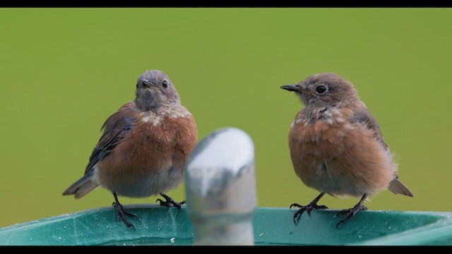 Western Bluebird - ML624271885