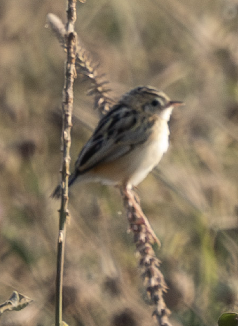 Desert Cisticola - ML624271898