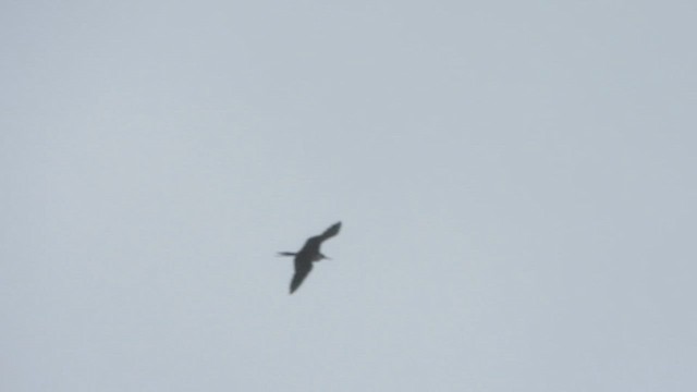 Magnificent Frigatebird - ML624271909