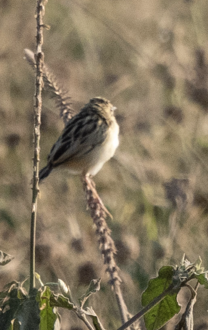 Desert Cisticola - ML624271910