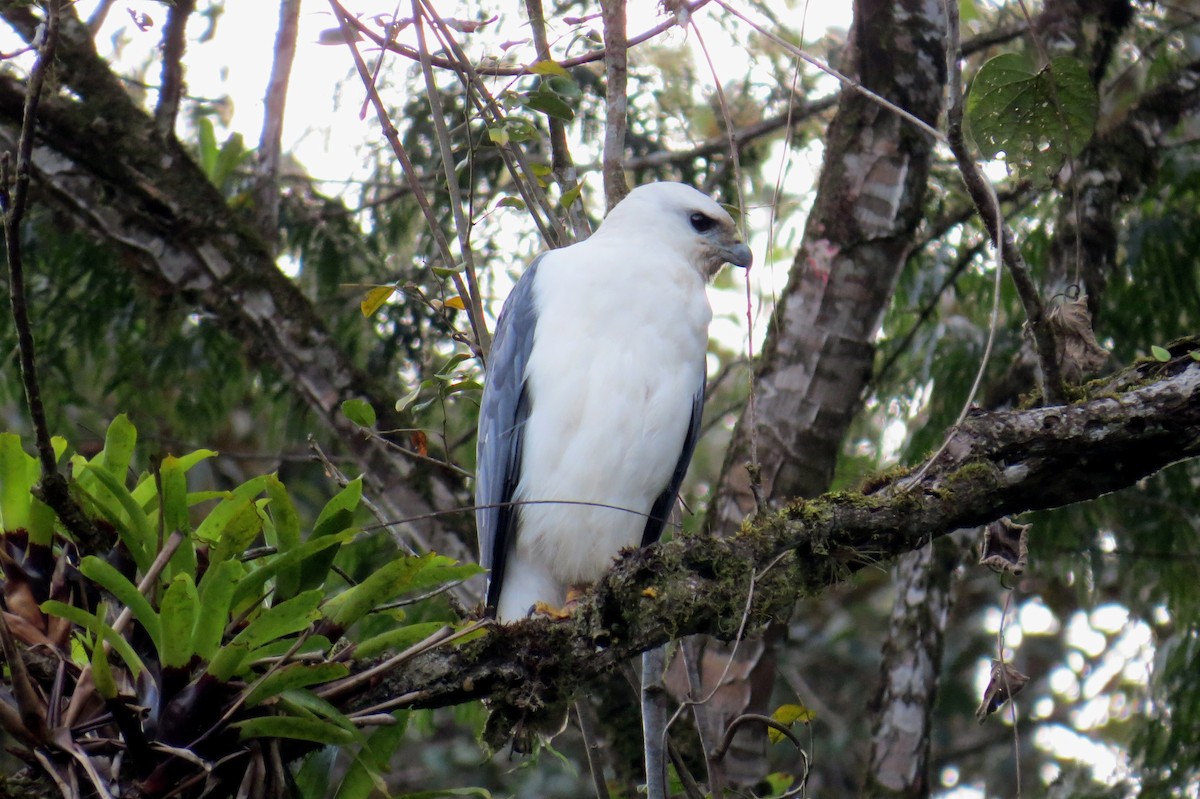 Mantled Hawk - ML624271912