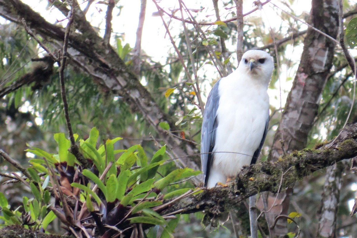 Mantled Hawk - ML624271914