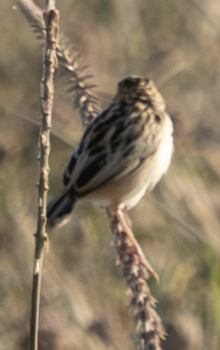 Desert Cisticola - ML624271924