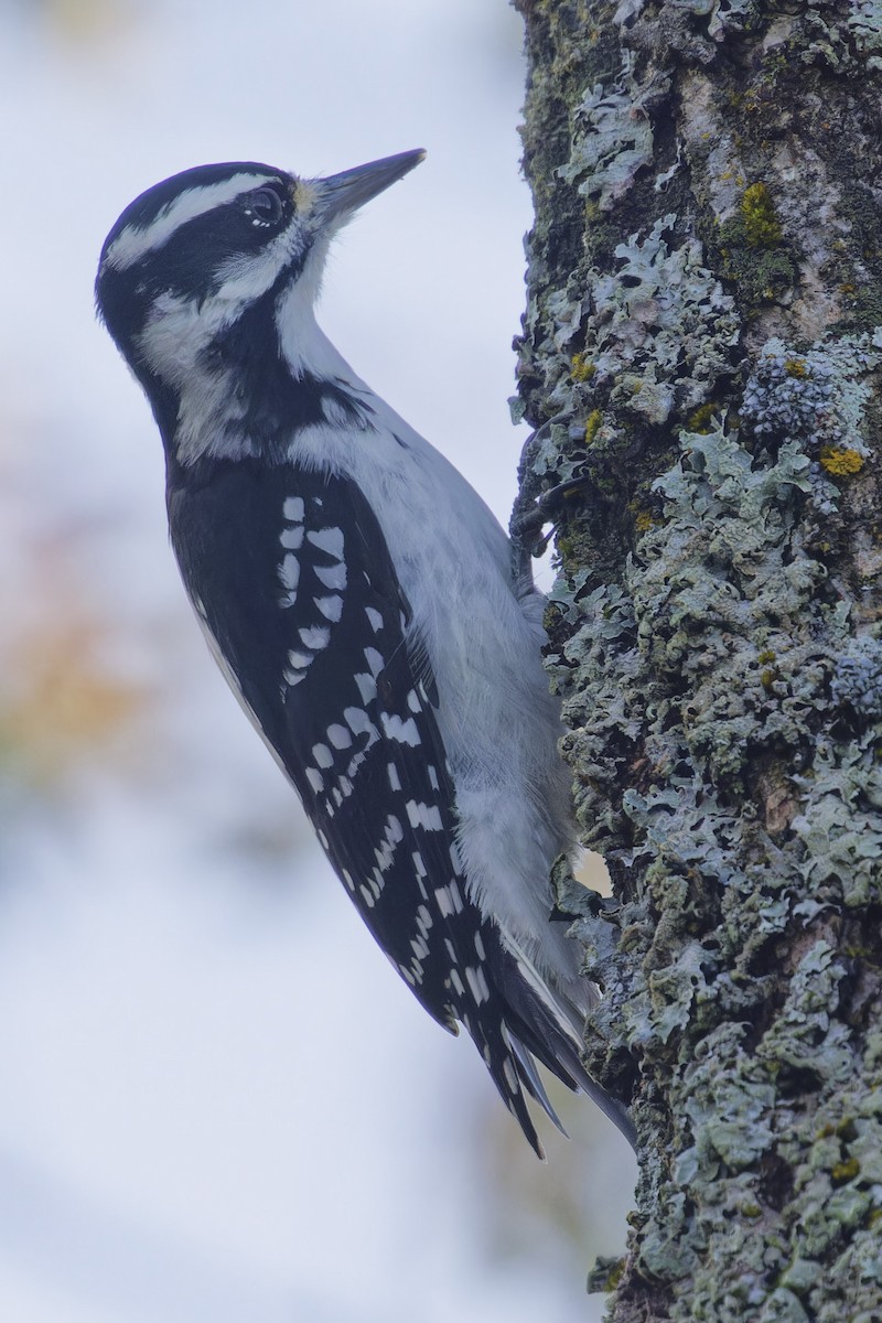 Hairy Woodpecker - ML624271993