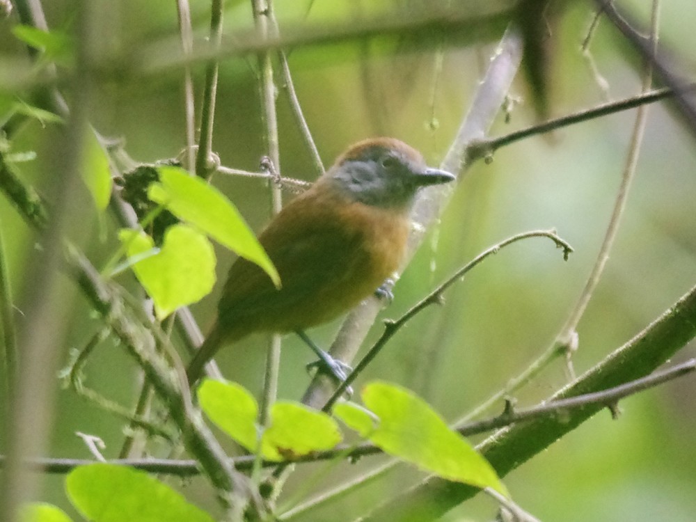 Uniform Antshrike - ML624272005