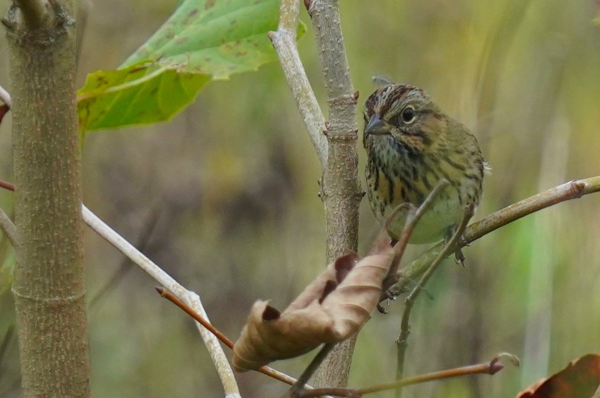 Lincoln's Sparrow - ML624272174