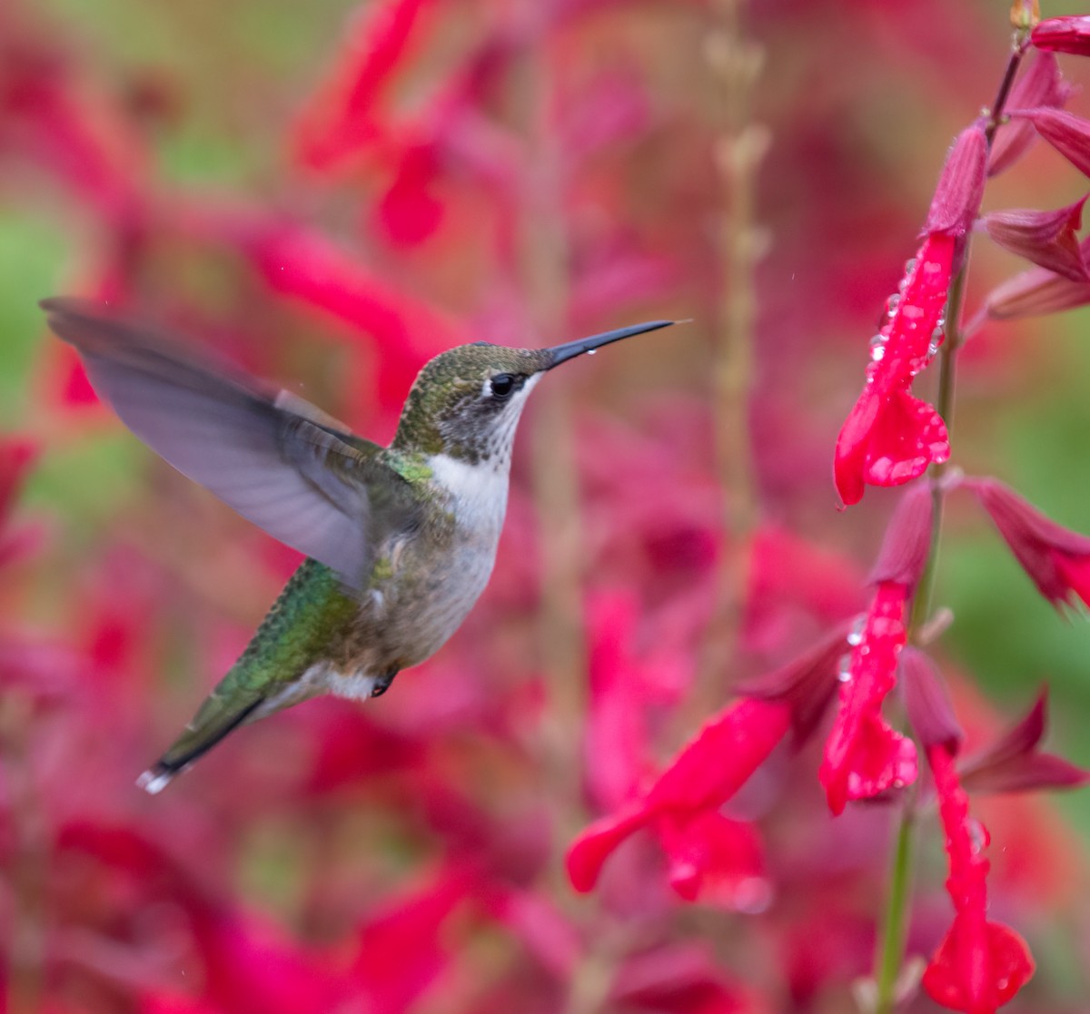 Ruby-throated Hummingbird - ML624272195