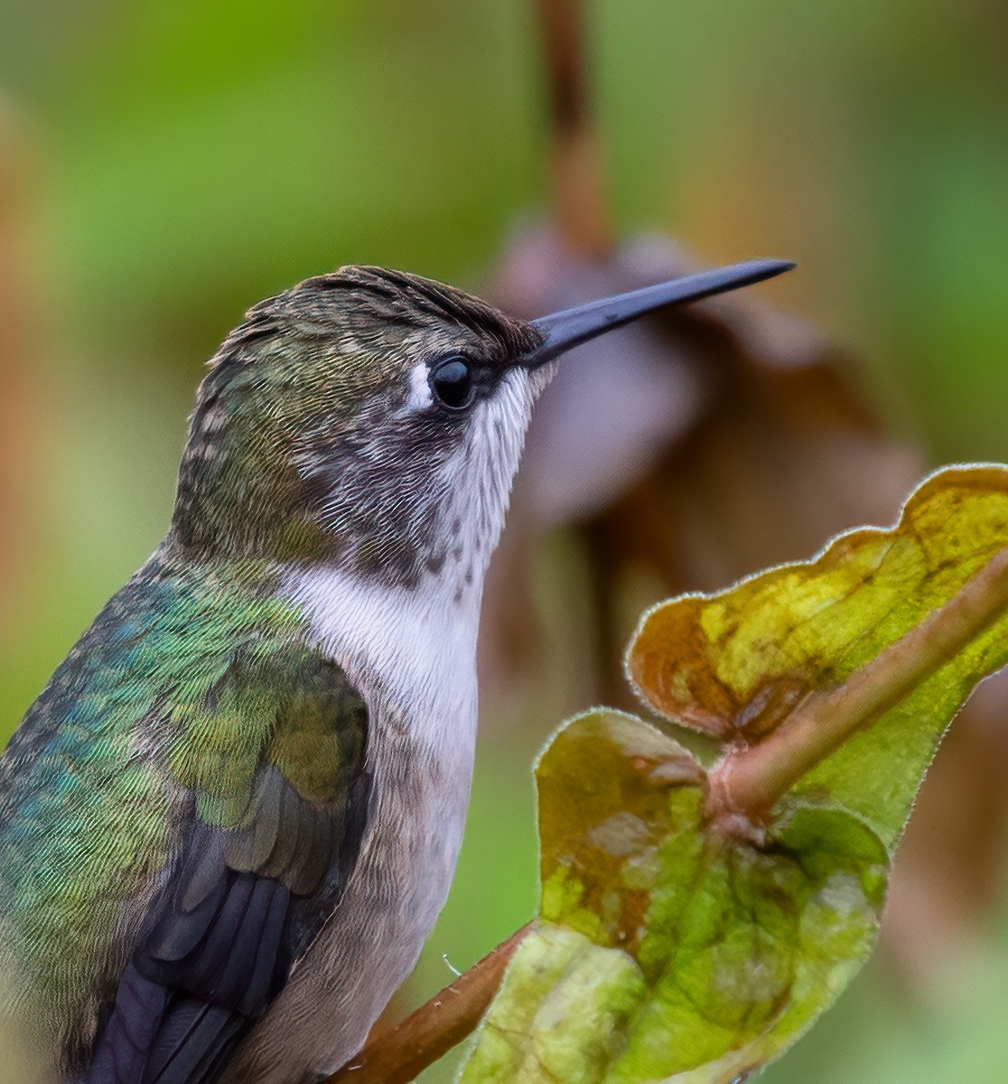 Colibrí Gorjirrubí - ML624272198