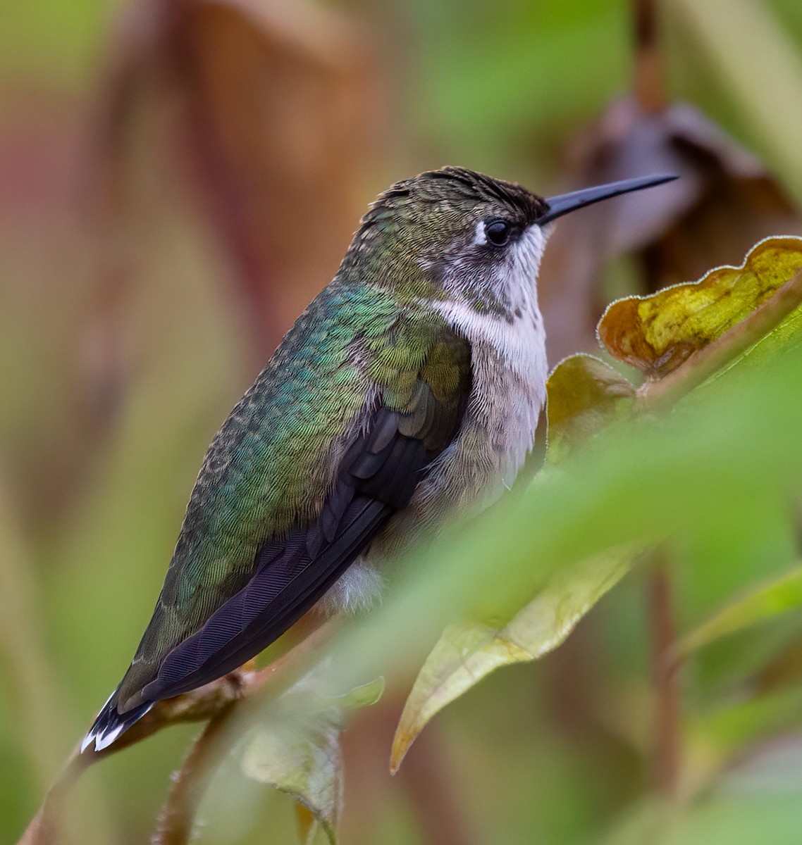 Colibrí Gorjirrubí - ML624272200