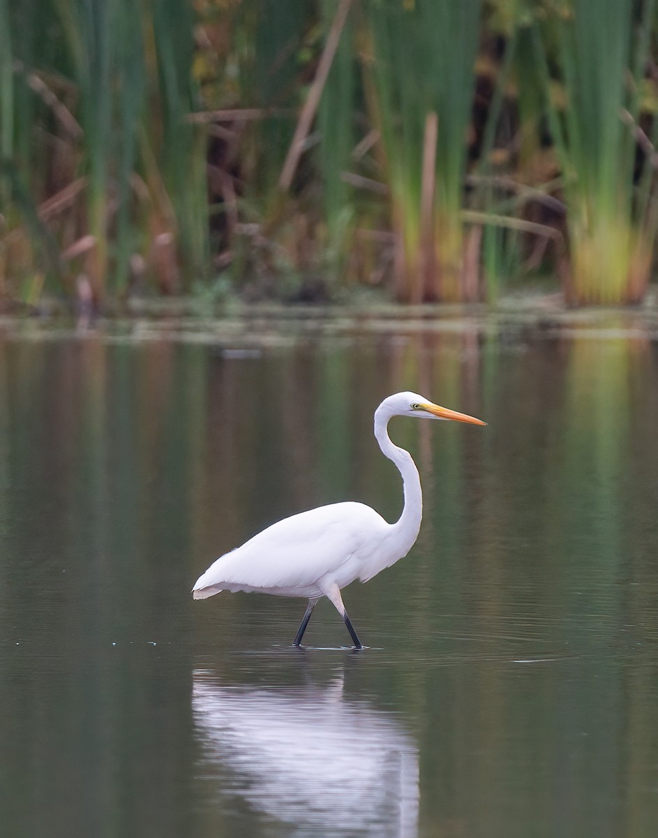 Great Egret - ML624272211