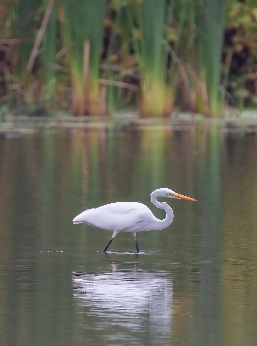 Great Egret - ML624272213