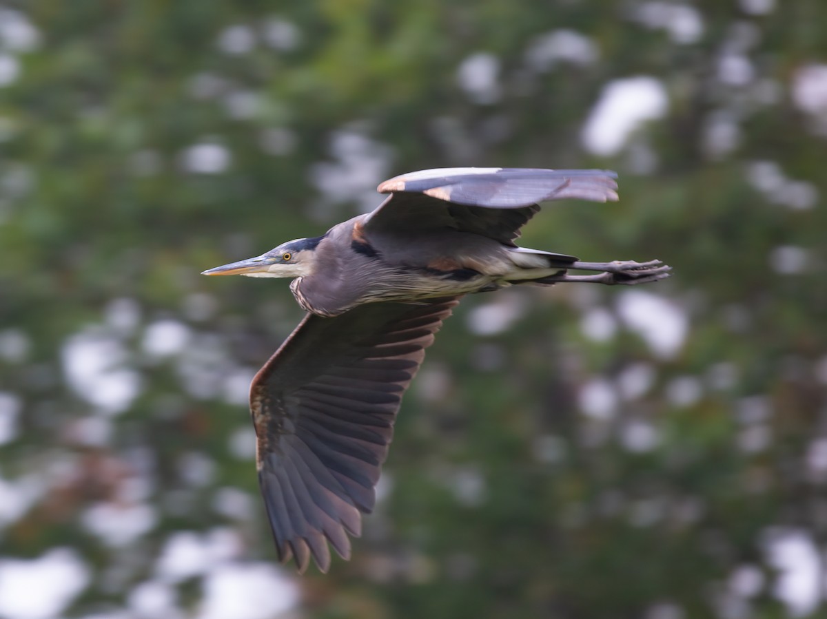 Great Blue Heron - ML624272219