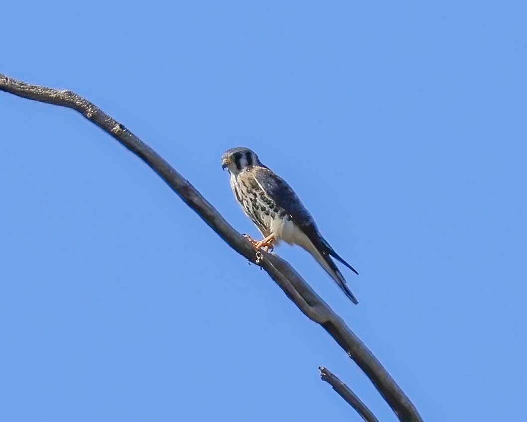 アメリカチョウゲンボウ - ML624272261