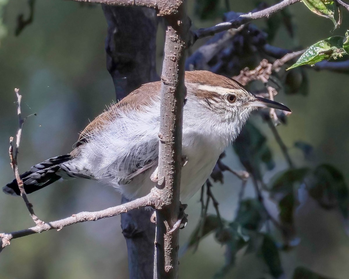Bewick's Wren - ML624272275