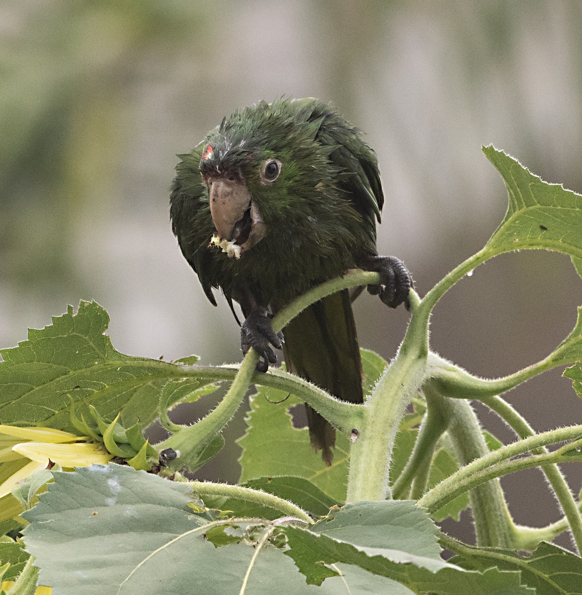 Psittaciformes sp. (parakeet sp.) - ML624272276