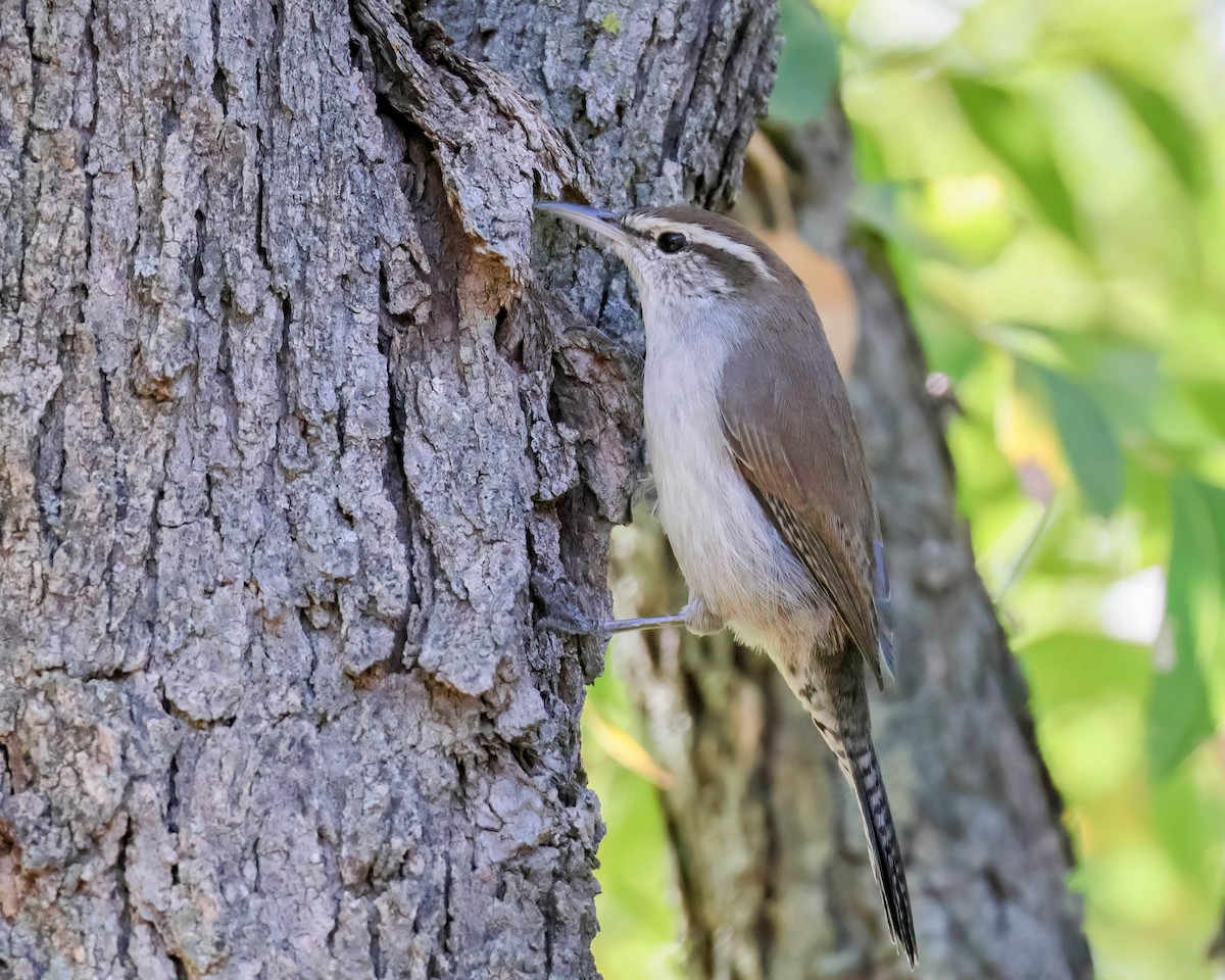 Bewick's Wren - ML624272285