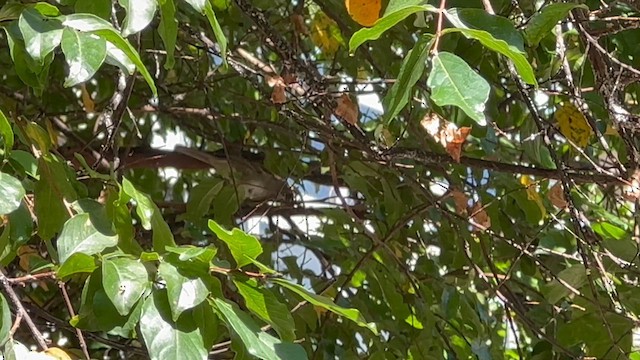 White-throated Sparrow - ML624272331