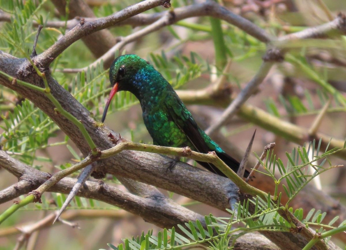 Glittering-bellied Emerald - ML624272411