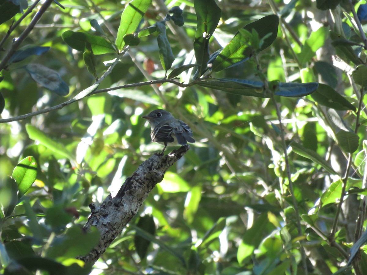 Least Flycatcher - ML624272461