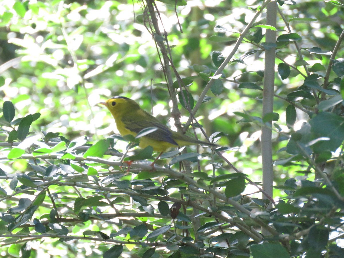 Wilson's Warbler - ML624272467