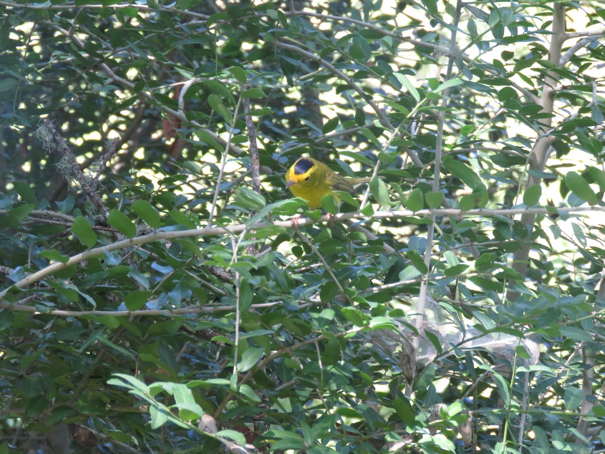 Wilson's Warbler - ML624272468