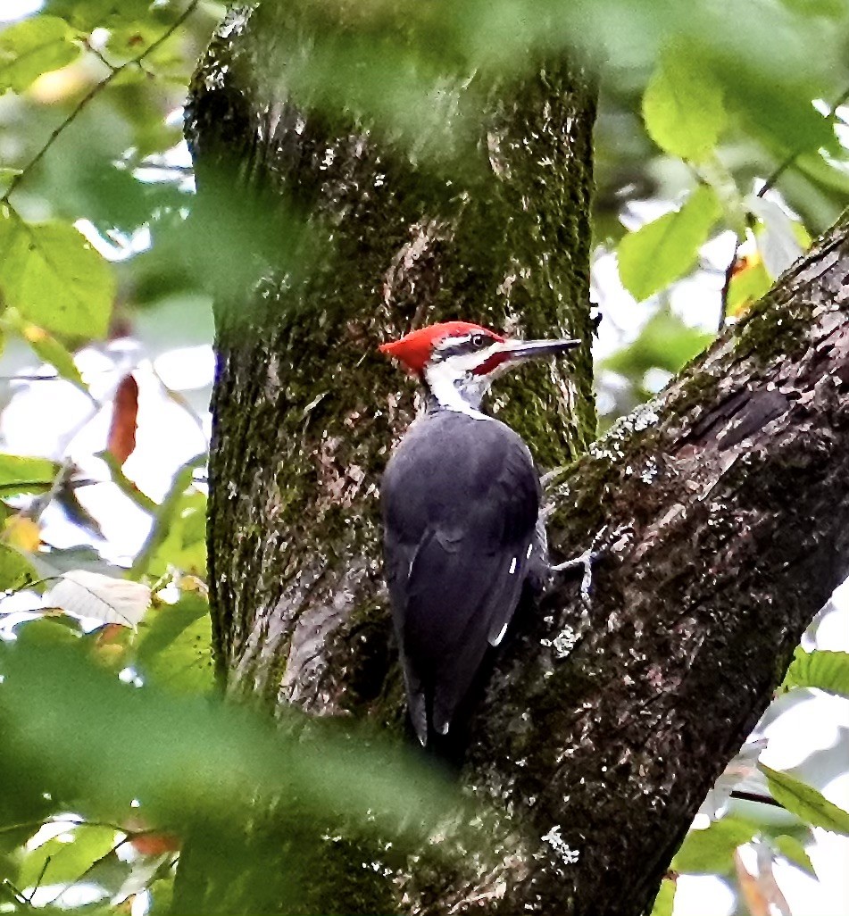 Pileated Woodpecker - ML624272499