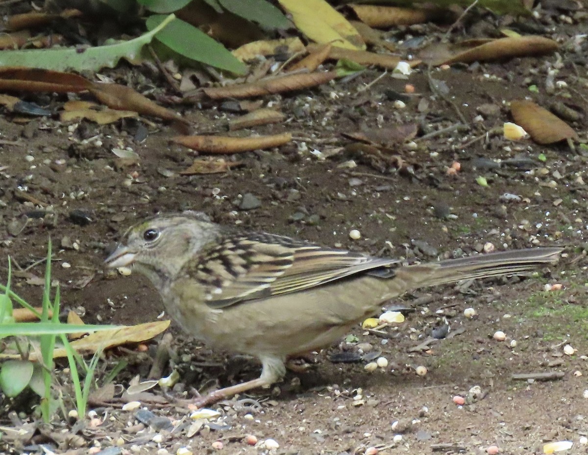 Golden-crowned Sparrow - ML624272532