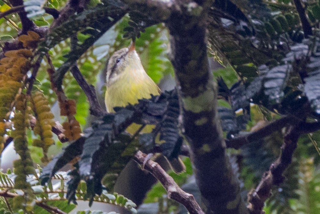 Island Leaf Warbler (New Guinea) - ML624272533