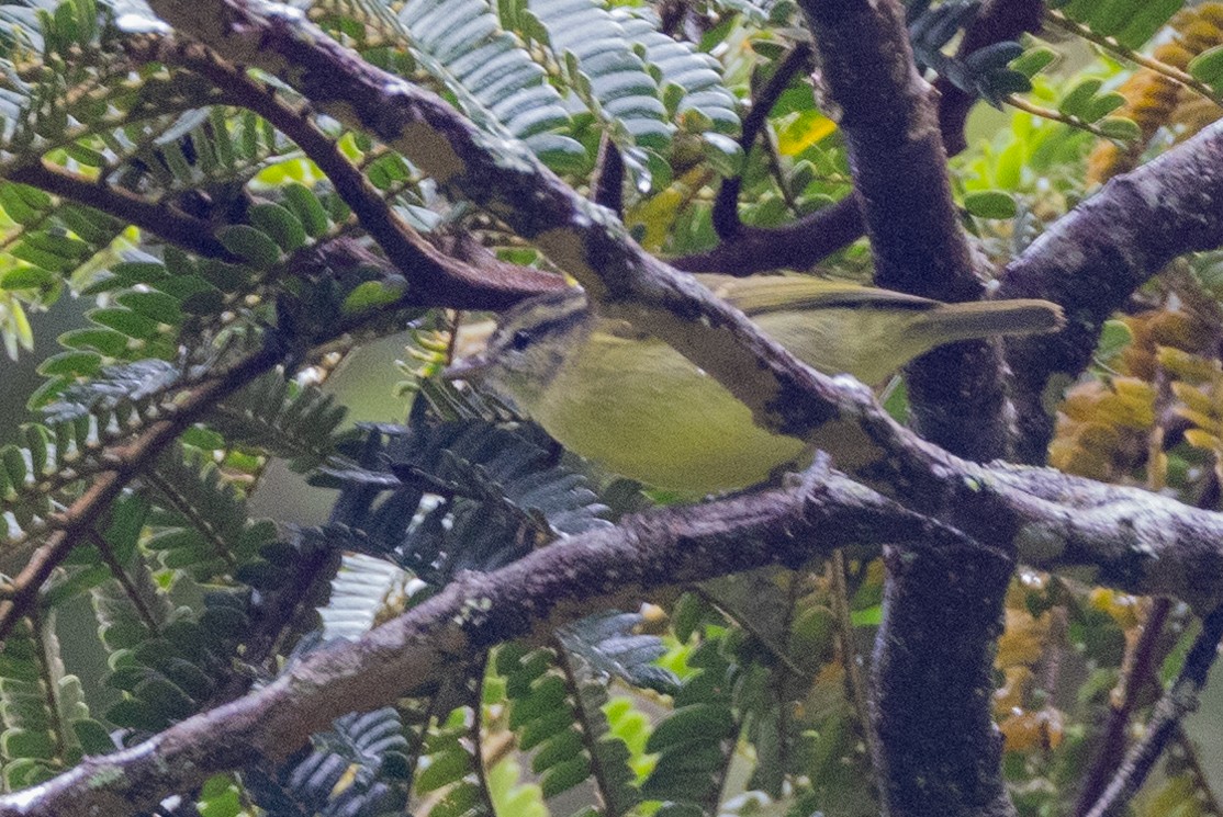 Island Leaf Warbler (New Guinea) - ML624272534