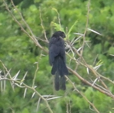 Groove-billed Ani - ML624272542