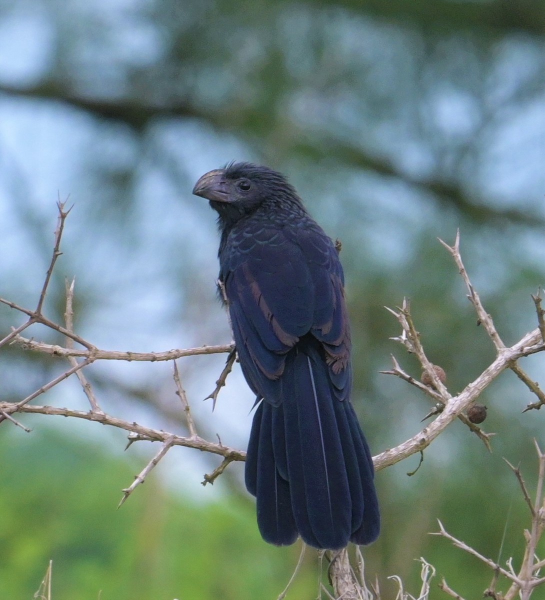 Groove-billed Ani - ML624272543