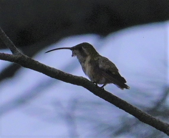 Mexican Sheartail - ML624272558