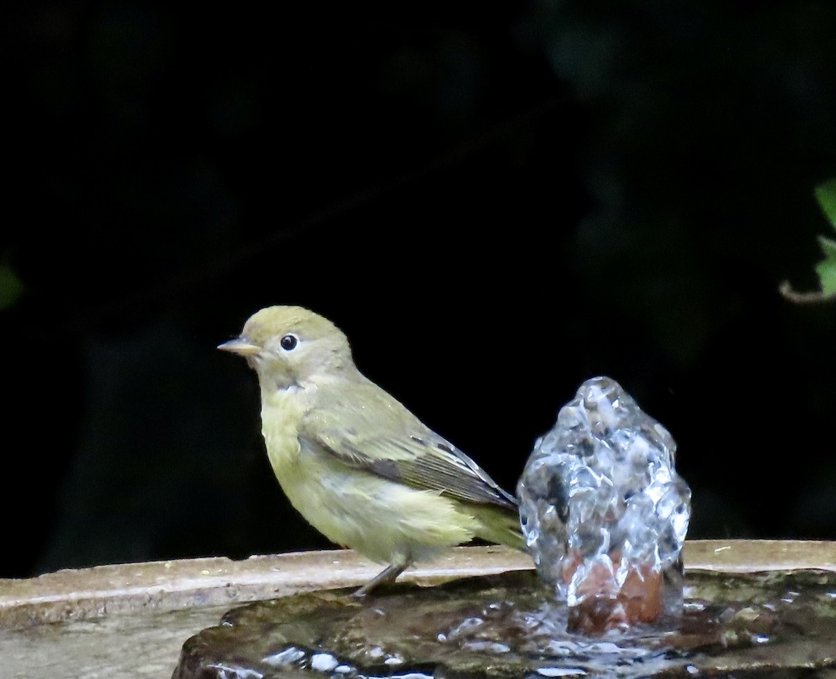 Yellow Warbler - ML624272601