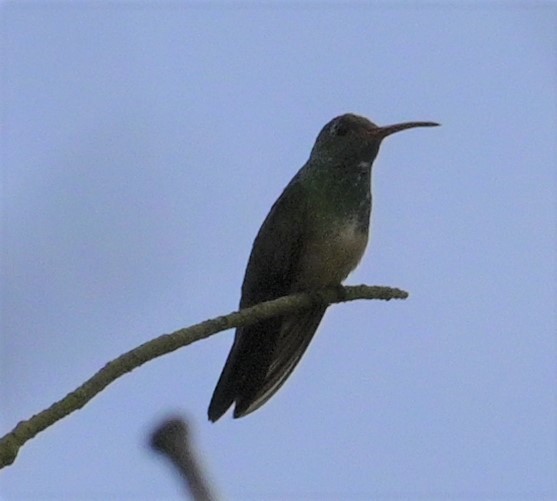 Buff-bellied Hummingbird (Northern) - ML624272643