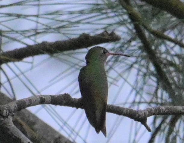 Buff-bellied Hummingbird (Northern) - Rob Hamilton