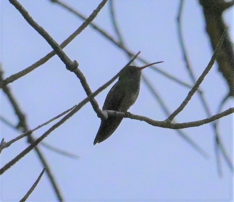 Buff-bellied Hummingbird (Northern) - ML624272645