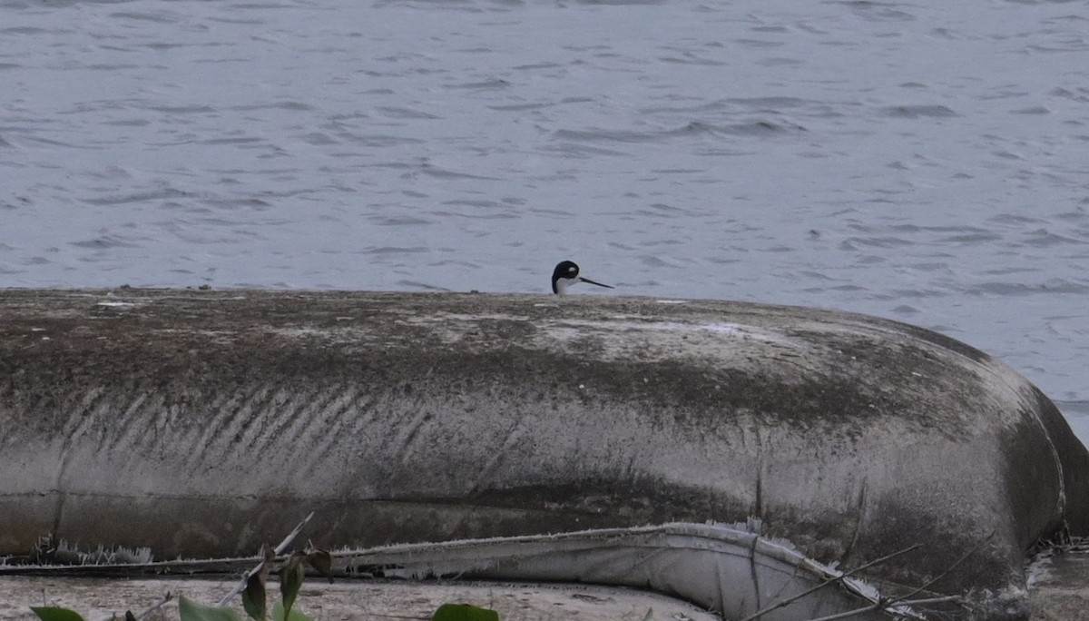 Black-necked Stilt - ML624272660