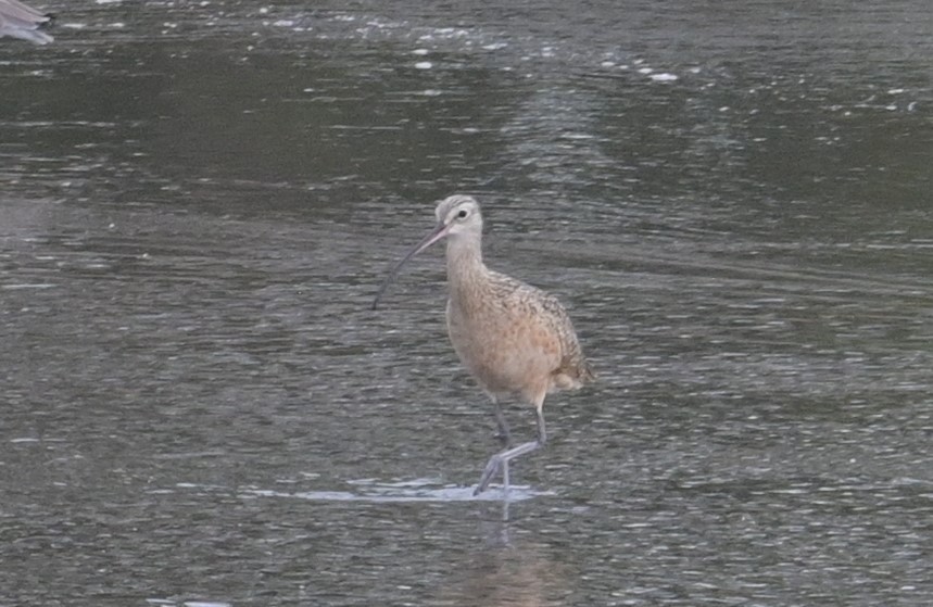 Long-billed Curlew - ML624272675