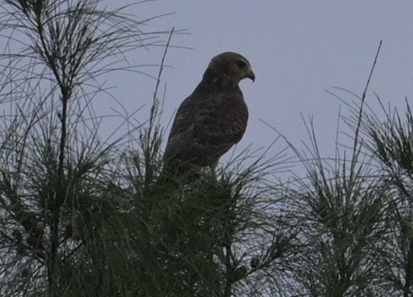 Roadside Hawk (Northern) - ML624272709