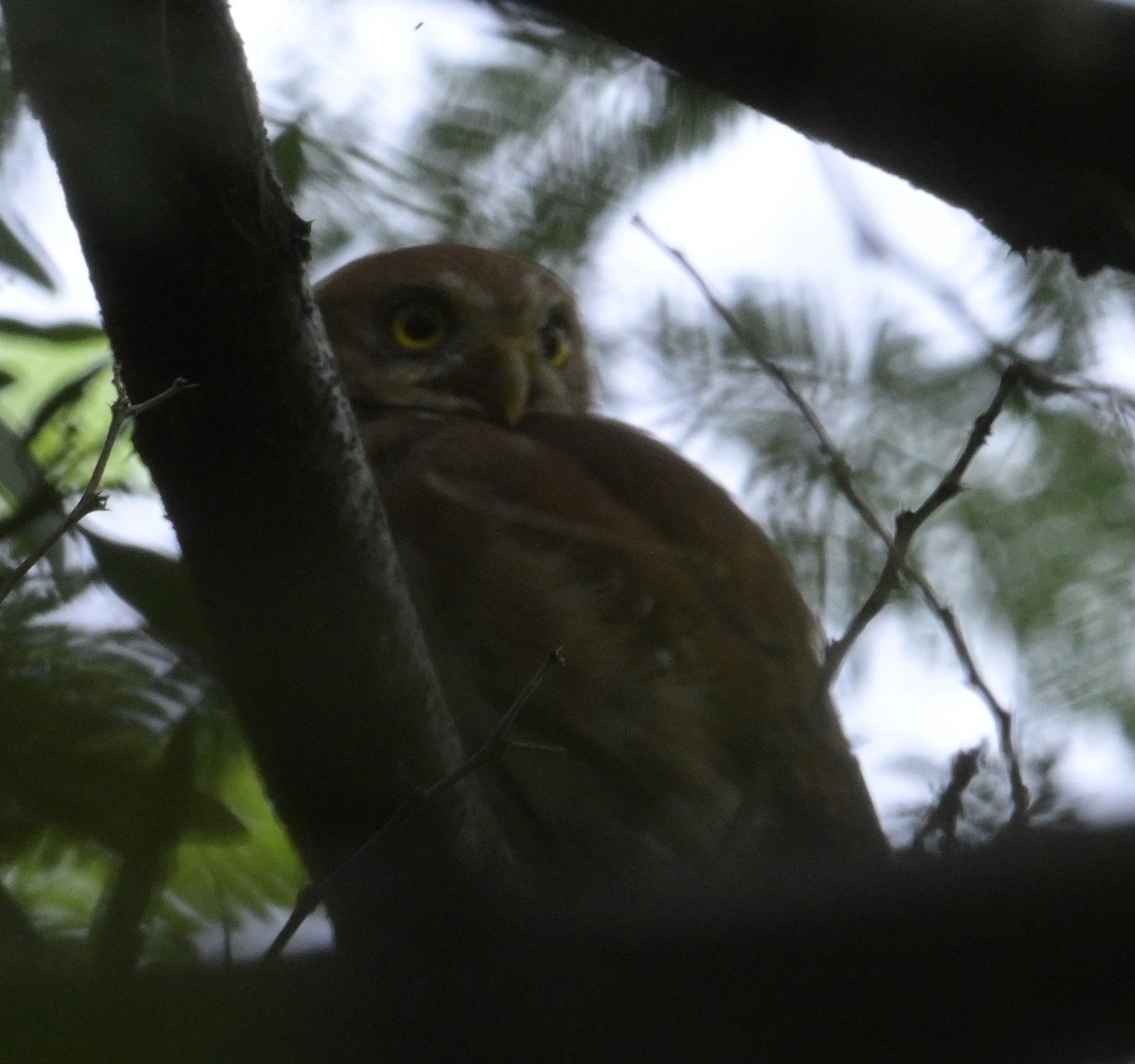 Ferruginous Pygmy-Owl (Ferruginous) - ML624272720