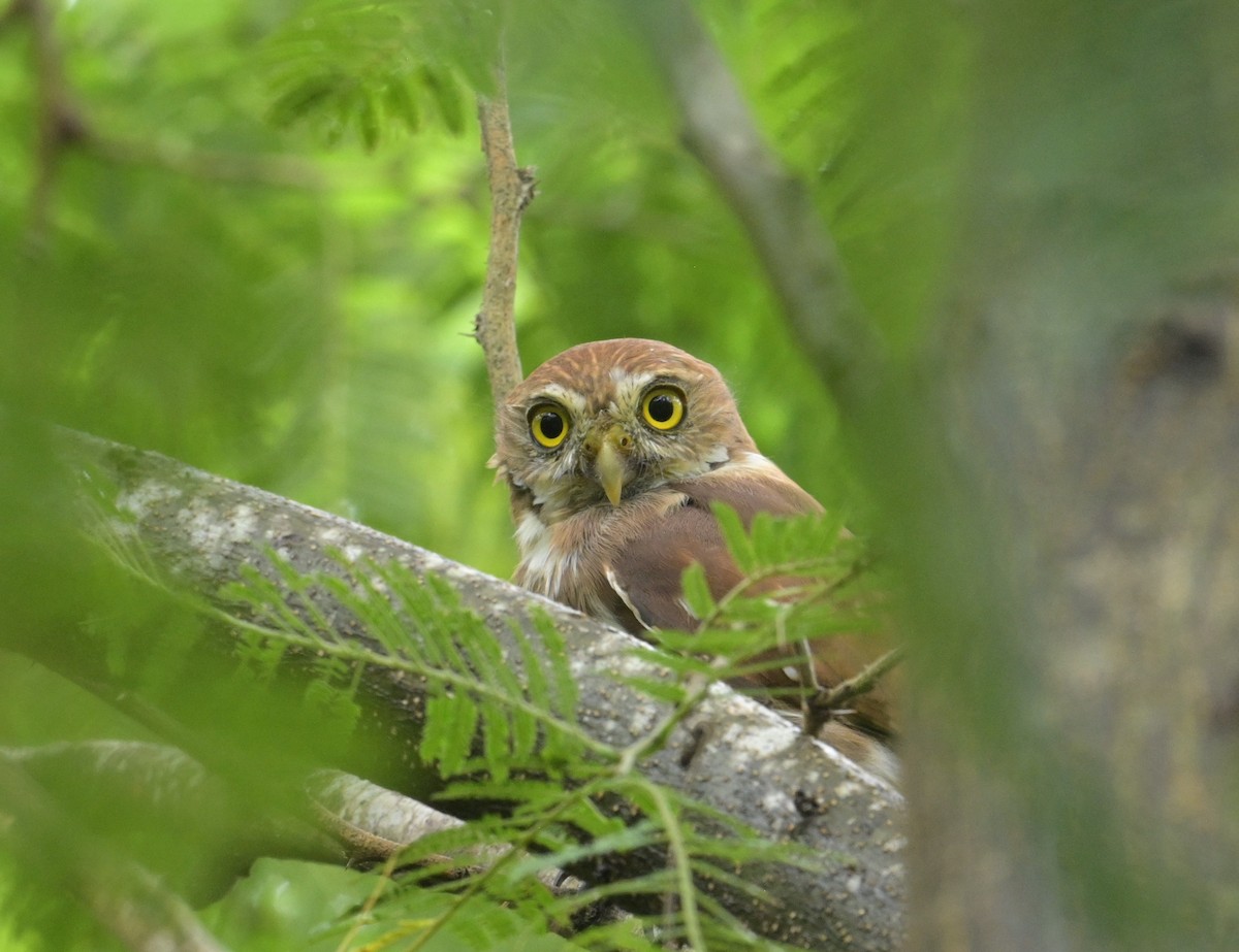 Ferruginous Pygmy-Owl (Ferruginous) - ML624272721