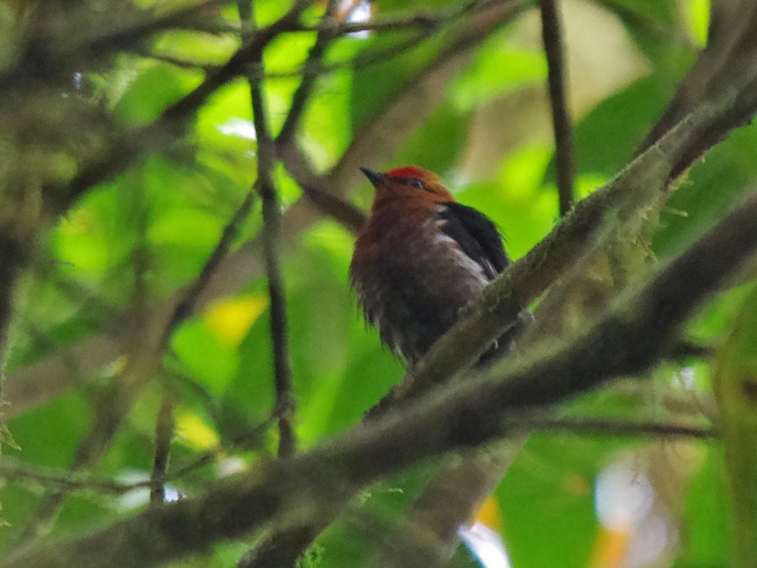 Mızrap Kanatlı Manakin - ML624272762