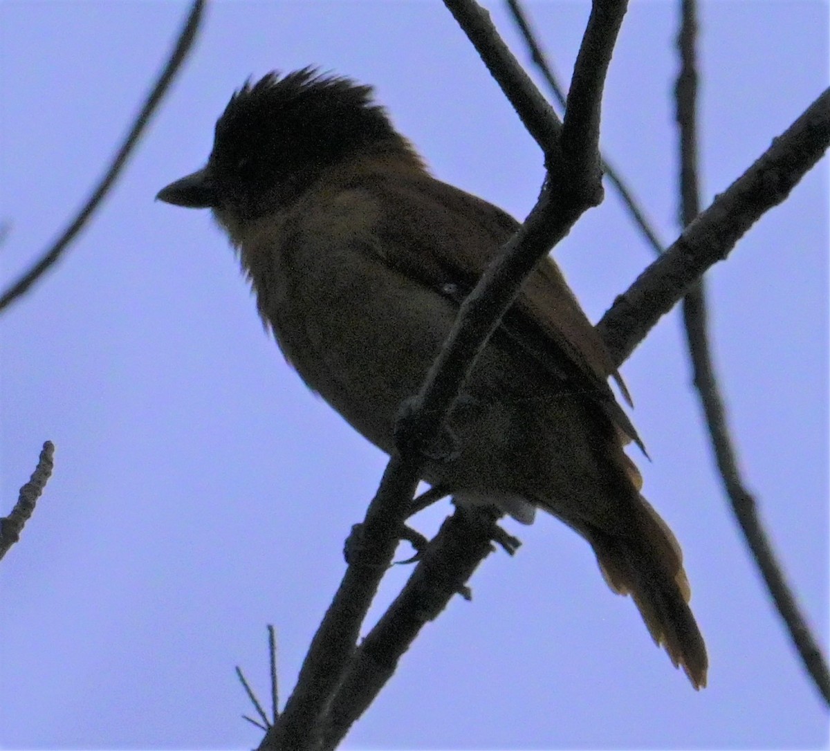 Rose-throated Becard - ML624272765