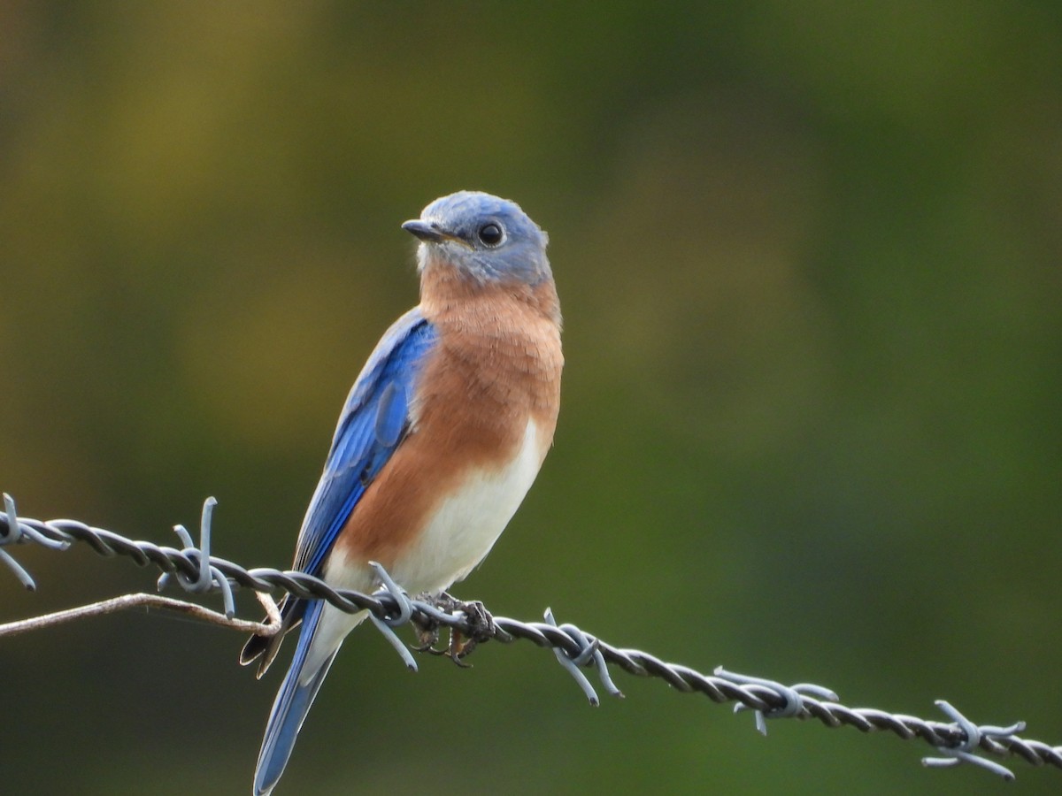 Eastern Bluebird - ML624272767